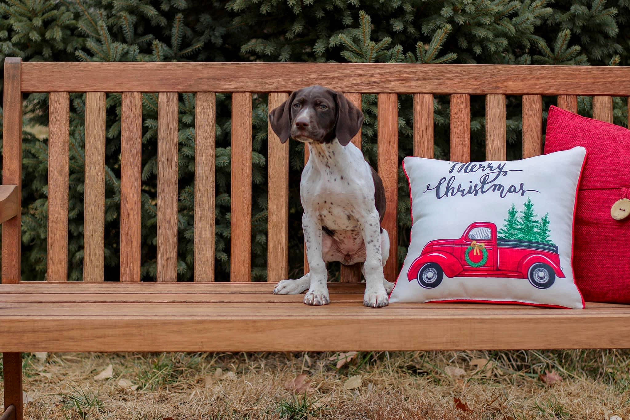 Nala joined the competition — help win amazing prizes! art, carnivore, chair, companion_dog, couch, dog, dog_breed, fawn, fence, grass, hardwood, lawn, leisure, mammal, motor_vehicle, outdoor_furniture, pattern, plant, tree, wood