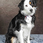 Vicky a rejoint le concours — aidez-le/la à gagner de superbes lots ! dog, black_and_white, bow_tie, pet, sitting, fluffy, portrait, indoor, canine, fur, animal, cute, studio, looking_at_camera, collar, domestic_animal, paw, face_markings, alert, fur_texture