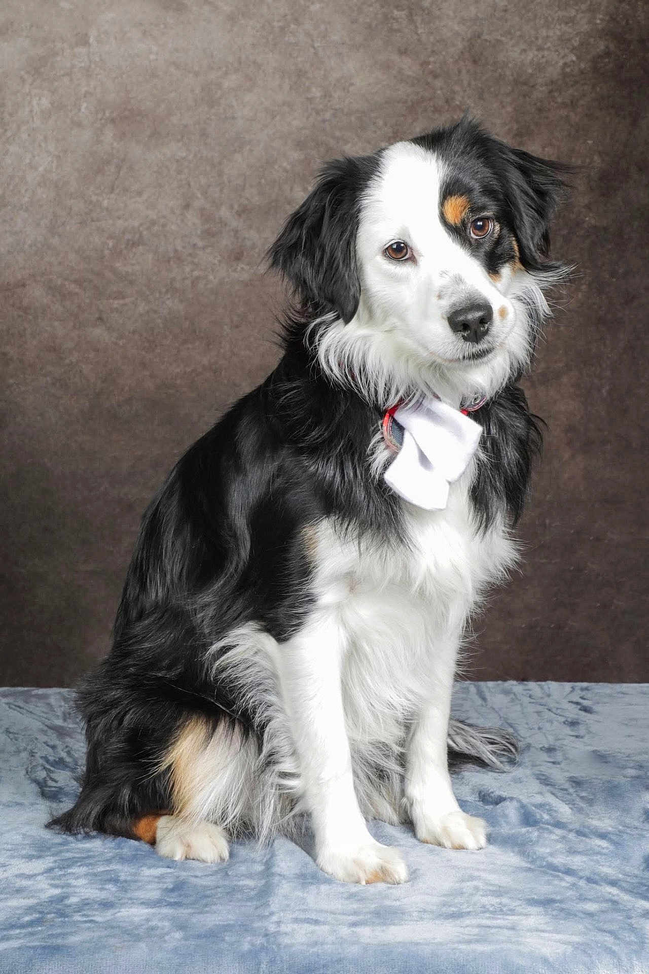 Vicky a rejoint le concours — aidez-le/la à gagner de superbes lots ! dog, black_and_white, bow_tie, pet, sitting, fluffy, portrait, indoor, canine, fur, animal, cute, studio, looking_at_camera, collar, domestic_animal, paw, face_markings, alert, fur_texture