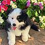 anemone, animal, canine, dahlia, daisy, dog, flower, geranium, grass, herbal, herbs, jar, pet, petal, plant, planter, pottedplant, pottery, puppy, vase