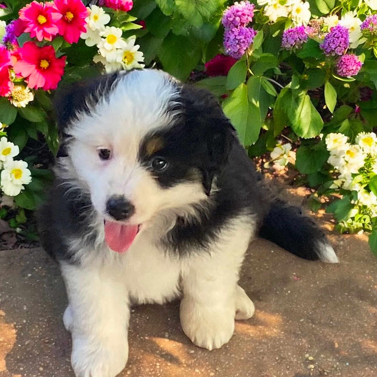 Vicky participe au concours pour gagner de l'argent avec cette photo : anemone, animal, canine, dahlia, daisy, dog, flower, geranium, grass, herbal, herbs, jar, pet, petal, plant, planter, pottedplant, pottery, puppy, vase