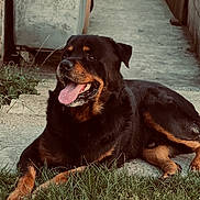Tyson a rejoint le concours — aidez-le/la à gagner de superbes lots ! rottweiler, dog, grass, outdoor, pet, animal, canine, tongue_out, relaxed, lying_down, nature, mammal, fur, black_and_tan, side_view, daylight, concrete, pathway, fence, happy