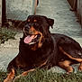 rottweiler, dog, grass, outdoor, pet, animal, canine, tongue_out, relaxed, lying_down, nature, mammal, fur, black_and_tan, side_view, daylight, concrete, pathway, fence, happy