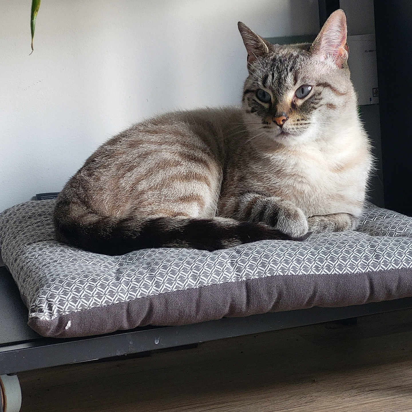 Ophyra participe au concours pour gagner de l'argent avec cette photo : animal, cat, comfort, cushion, domestic, ears, feline, floor, fur, home, indoor, paw, pet, plant, quiet, relaxed, resting, striped, tabby, whiskers