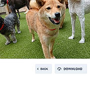 Roxy is registered to the contest to win money with this photo: dog, dogs, shiba_inu, poodle, fenced_yard, artificial_grass, outdoor, pet, canine, smiling_dog, brown_dog, white_dog, black_dog, collar, happy, playful, group, animal, domestic_animal, pet_care
