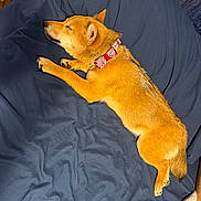 Roxanne is registered to the contest to win money with this photo: animal, bed, blanket, bow, brown, canine, collar, companion, cozy, cute, dog, domestic_animal, fur, indoors, paw, pet, relaxed, resting, sleep, sleeping