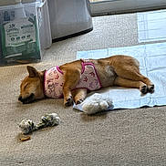 Roxanne is registered to the contest to win money with this photo: dog, sleeping, pink_harness, carpet, toy, rope_toy, chew_toy, indoor, natural_light, glass_door, pet, resting, brown_dog, fur, floor, side_view, peaceful, animal, domestic, quiet