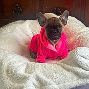 Bella is registered to the contest to win money with this photo: adorable, animal, blanket, cozy, cute, dog, dog_bed, ears, fluffy, french_bulldog, fur, indoors, pet, pink_hoodie, portrait, puppy, sitting, small_dog, white_bed, wooden_furniture