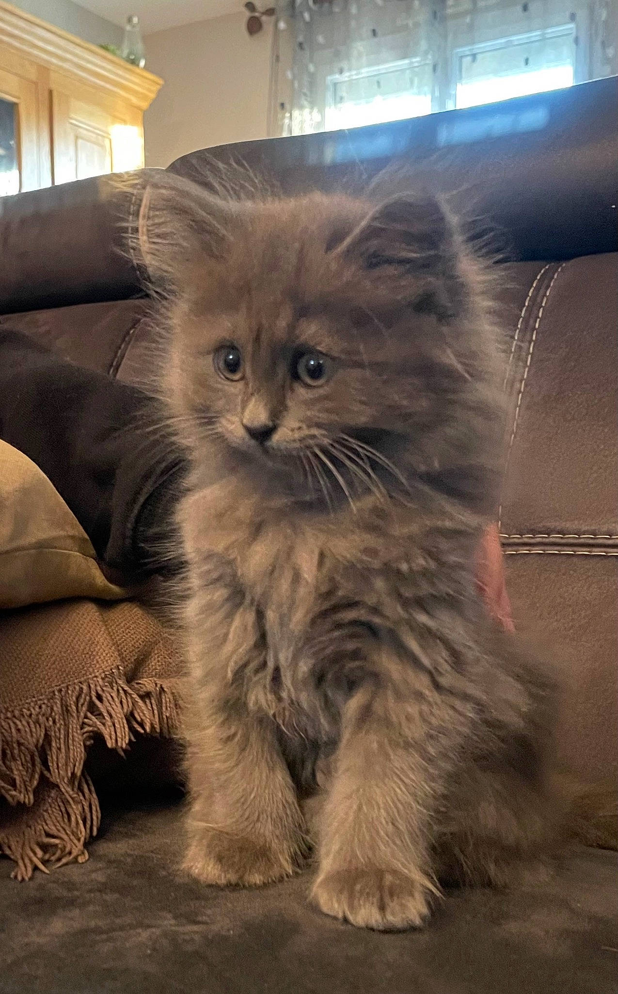 Gribouille a rejoint le concours — aidez-le/la à gagner de superbes lots ! art, british_longhair, carnivore, cat, comfort, fawn, felidae, flooring, fur, maine_coon, paw, small_to_medium_sized_cats, snout, tail, terrestrial_animal, whiskers, window