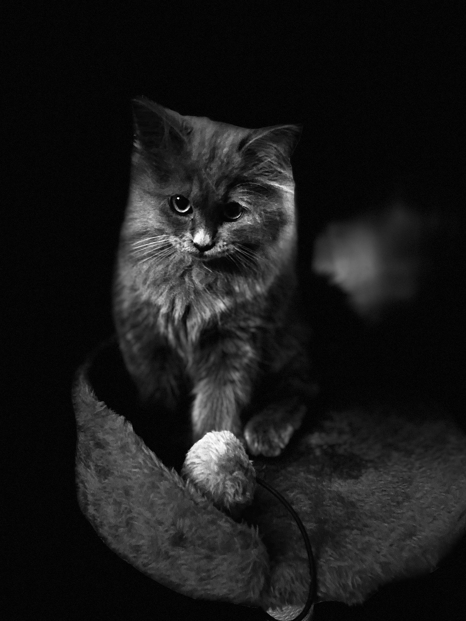 Gribouille participe au concours pour gagner de l'argent avec cette photo : black_and_white, carnivore, cat, claw, darkness, domestic_short_haired_cat, felidae, flash_photography, fur, grey, monochrome, monochrome_photography, night, paw, sitting, small_to_medium_sized_cats, snout, still_life_photography, style, whiskers