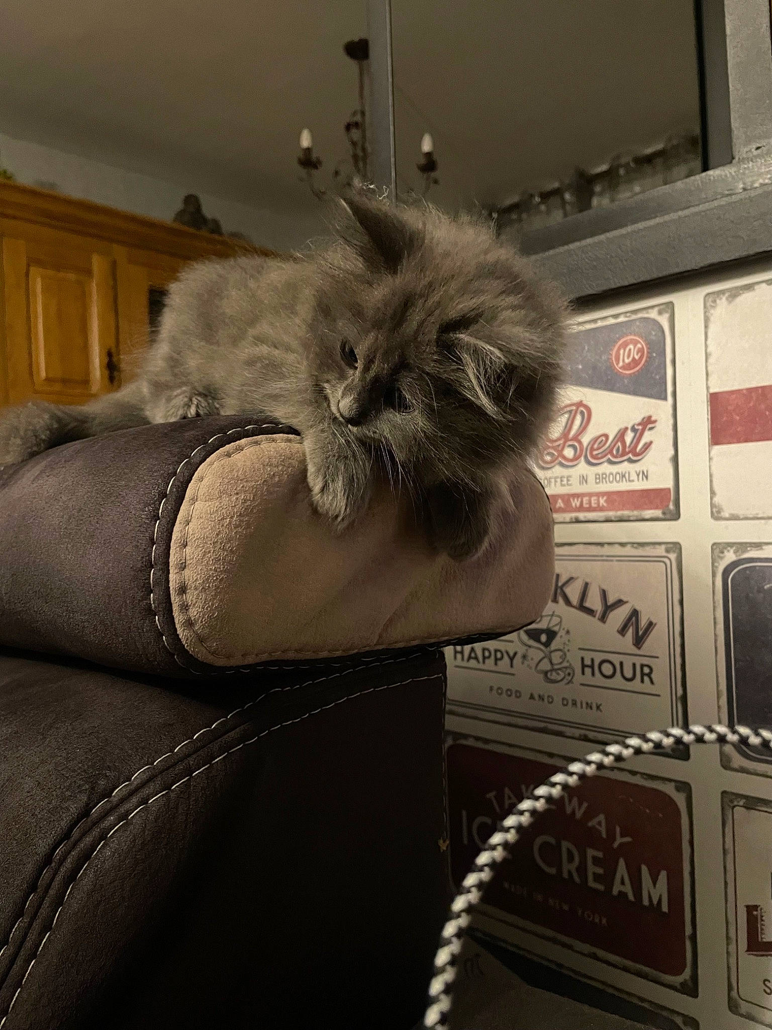 Gribouille a rejoint le concours — aidez-le/la à gagner de superbes lots ! bag, canidae, carnivore, cat, claw, companion_dog, dog_breed, eyewear, fashion_accessory, fawn, felidae, fur, glasses, grey, human_leg, plant, small_to_medium_sized_cats, snout, tail, whiskers