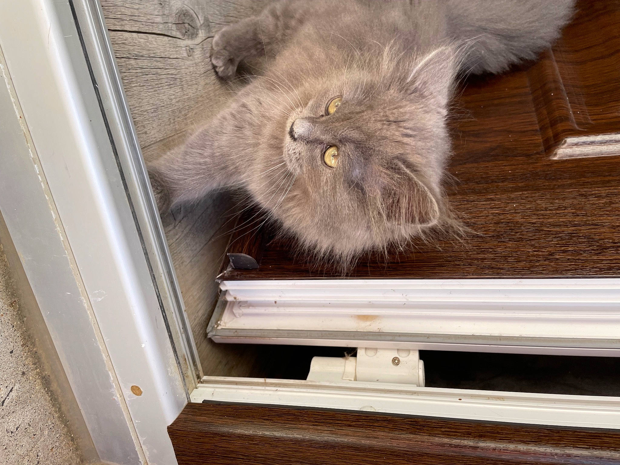 Gribouille a rejoint le concours — aidez-le/la à gagner de superbes lots ! british_longhair, carnivore, cat, claw, domestic_short_haired_cat, fawn, felidae, flooring, fur, hardwood, paw, russian_blue, small_to_medium_sized_cats, snout, tail, terrestrial_animal, whiskers, window, wood, wood_stain