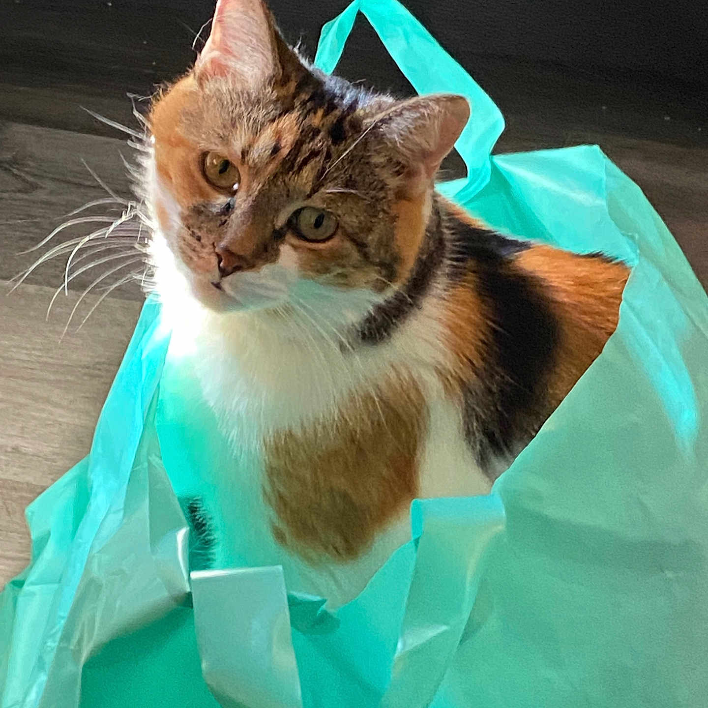 Callie is registered to the contest to win money with this photo: animal, calico_cat, cat, closeup, curious, cute, domestic_cat, ears, floor, fur, head_tilt, indoor, looking, mammal, pet, plastic_bag, playful, sitting, turquoise, whiskers