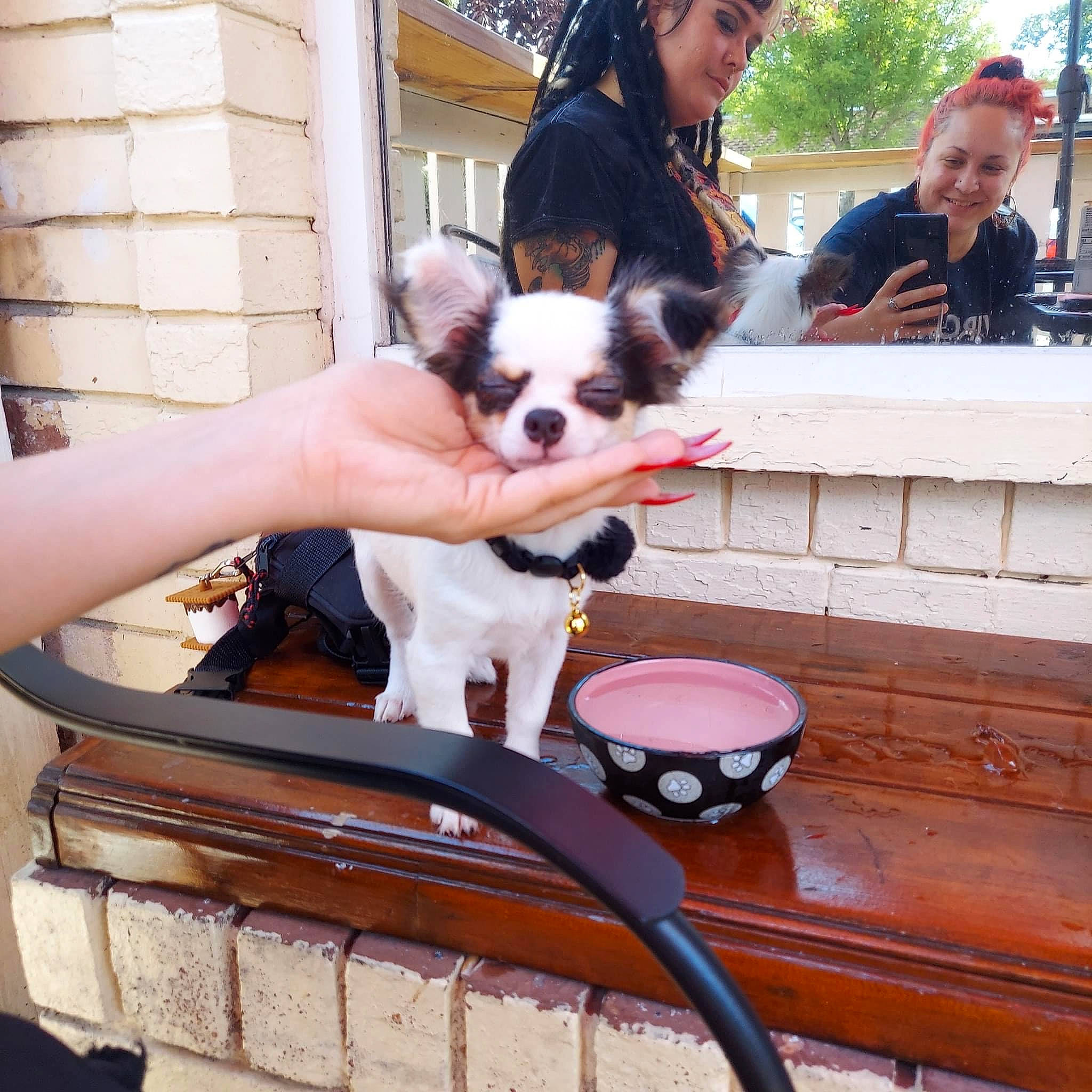 Pickles joined the competition — help win amazing prizes! basket, canidae, carnivore, chihuahua, companion_dog, dog, dog_breed, dog_supply, eyewear, fawn, fur, hat, outdoor_furniture, pet_supply, snout, sporting_group, sunglasses, toy_dog, whiskers, working_animal