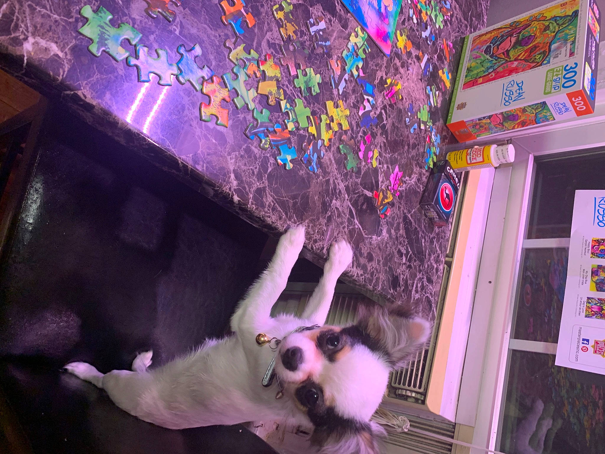 Pickles joined the competition — help win amazing prizes! art, confetti, entertainment, event, fun, fur, light, magenta, performing_arts, pink, plant, public_event, purple, recreation, room, space, toy, tree, violet, visual_arts