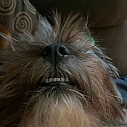 Diesel is registered to the contest to win money with this photo: dog, close_up, nose, teeth, fur, scruffy, indoor, cushion, pattern, brown, pet, animal, face, whiskers, snout, cute, funny_expression, background_blur, cozy, portrait