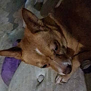 Spyder is registered to the contest to win money with this photo: animal, blanket, brown_fur, close_up, companion, cozy, dog, domestic, ears, fabric, fur, indoor, lying_down, paw, pet, relaxation, resting, sleepy, snout, soft_lighting