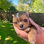 animal, closeup, cute, daylight, dog, fingers, fur, garden, grass, greenery, hand, nature, outdoor, paw, pet, portrait, puppy, small, sunlight, young