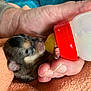 Coockie participe au concours pour gagner de l'argent avec cette photo : animal, blanket, bottle_feeding, care, close_up, cozy, cute, domestic_animal, feeding, fur, hand, human_hand, newborn, nurture, orange, paw, pet, puppy, sleeping, tiny