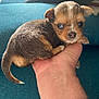 Coockie a rejoint le concours — aidez-le/la à gagner de superbes lots ! animal, black, bracelet, brown, closeup, couch, cute, dog, ears, fur, hand, indoor, person, pet, puppy, small, tail, tiny, white, young