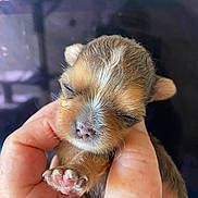 Coockie a rejoint le concours — aidez-le/la à gagner de superbes lots ! adorable, animal, baby_animal, closed_eyes, closeup, cute, domestic_animal, fur, hand, human_hand, mammal, newborn, paw, pet, pink_paw_pads, puppy, sleeping, small, soft, tiny