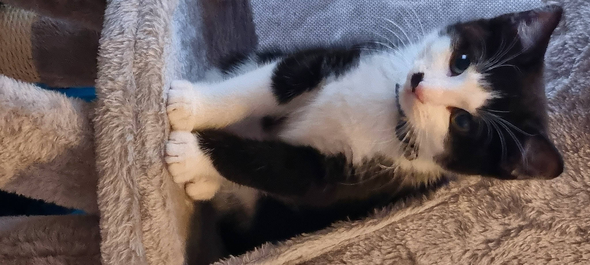 Stitch joined the competition — help win amazing prizes! carnivore, cat, comfort, domestic_short_haired_cat, eye, felidae, fur, grass, paw, small_to_medium_sized_cats, snout, tail, terrestrial_animal, whiskers, wood