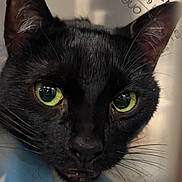 Lola is registered to the contest to win money with this photo: cat, black_cat, green_eyes, animal, pet, portrait, close_up, whiskers, ears, fur, face, staring, indoor, bathroom, mirror, video_call, people, man, woman, smartphone