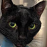 cat, black_cat, green_eyes, animal, pet, portrait, close_up, whiskers, ears, fur, face, staring, indoor, bathroom, mirror, video_call, people, man, woman, smartphone