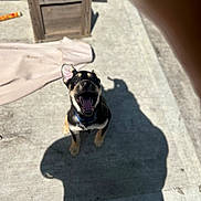 Roscoe is registered to the contest to win money with this photo: puppy, dog, outdoor, concrete, shadow, sunlight, wooden_crate, ear_up, open_mouth, collar, playful, pet, animal, young_dog, daylight, happy, tongue, sitting, black_and_tan, excited