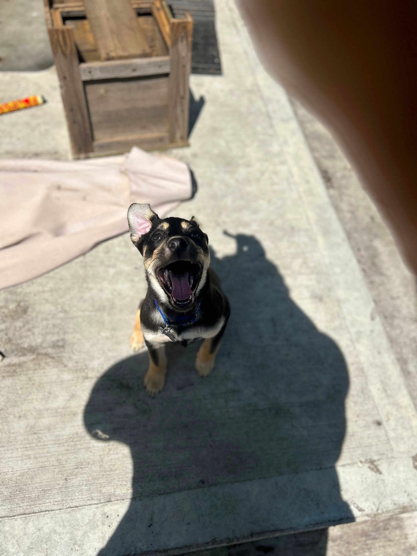 Roscoe is registered to the contest to win money with this photo: puppy, dog, outdoor, concrete, shadow, sunlight, wooden_crate, ear_up, open_mouth, collar, playful, pet, animal, young_dog, daylight, happy, tongue, sitting, black_and_tan, excited