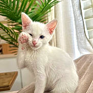 Jax joined the competition — help win amazing prizes! cat, kitten, white_cat, paw, blue_eye, heterochromia, plant, curtain, couch, indoor, pet, fur, sitting, portrait, paw_raised, whiskers, cute, domestic_animal, soft_light, houseplant