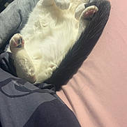 Oreo joined the competition — help win amazing prizes! animal, bed, black_and_white, blanket, cat, cozy, cute, domestic_cat, feline, fur, indoor, paw, pet, pillow, pink_nose, relaxed, resting, sleeping, tail, whiskers