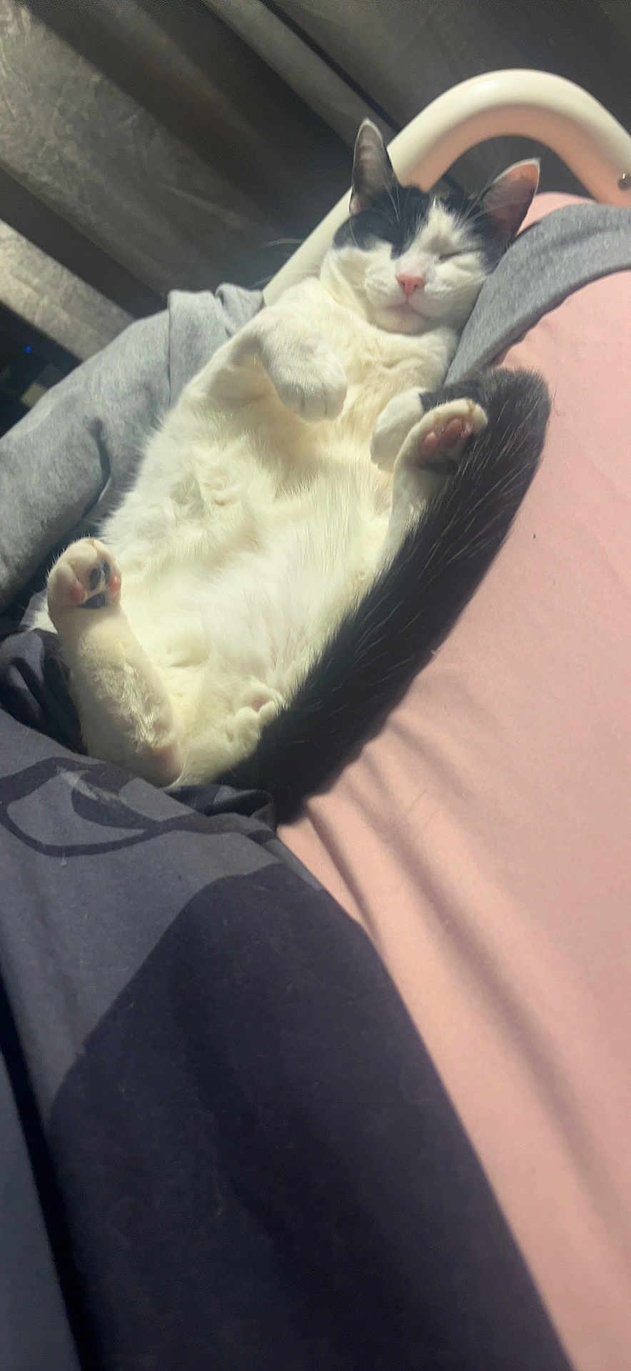 Oreo joined the competition — help win amazing prizes! animal, bed, black_and_white, blanket, cat, cozy, cute, domestic_cat, feline, fur, indoor, paw, pet, pillow, pink_nose, relaxed, resting, sleeping, tail, whiskers