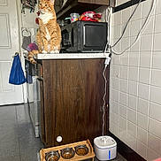 Scooty joined the competition — help win amazing prizes! bag, cabinet, cat, cord, counter, domestic_animal, door, floor, food_bowl, fur, indoor, kitchen, microwave, orange_tabby, pet, pet_food, plastic_container, tile_wall, water_fountain, wood_cabinet