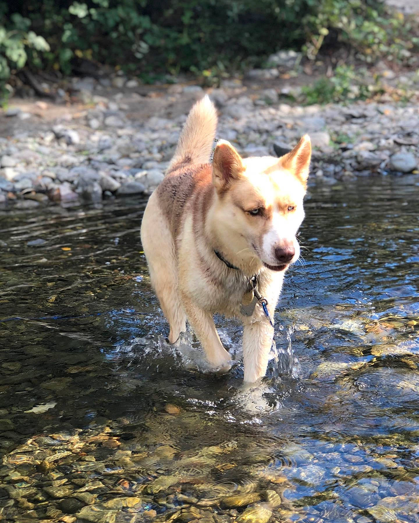 Luna is registered to the contest to win money with this photo: canaan_dog, canidae, carnivore, carolina_dog, dingo, dog, dog_breed, east_siberian_laika, fawn, greenland_dog, korean_jindo_dog, mammal, northern_inuit_dog, norwegian_buhund, pariah_dog, sporting_group, vertebrate