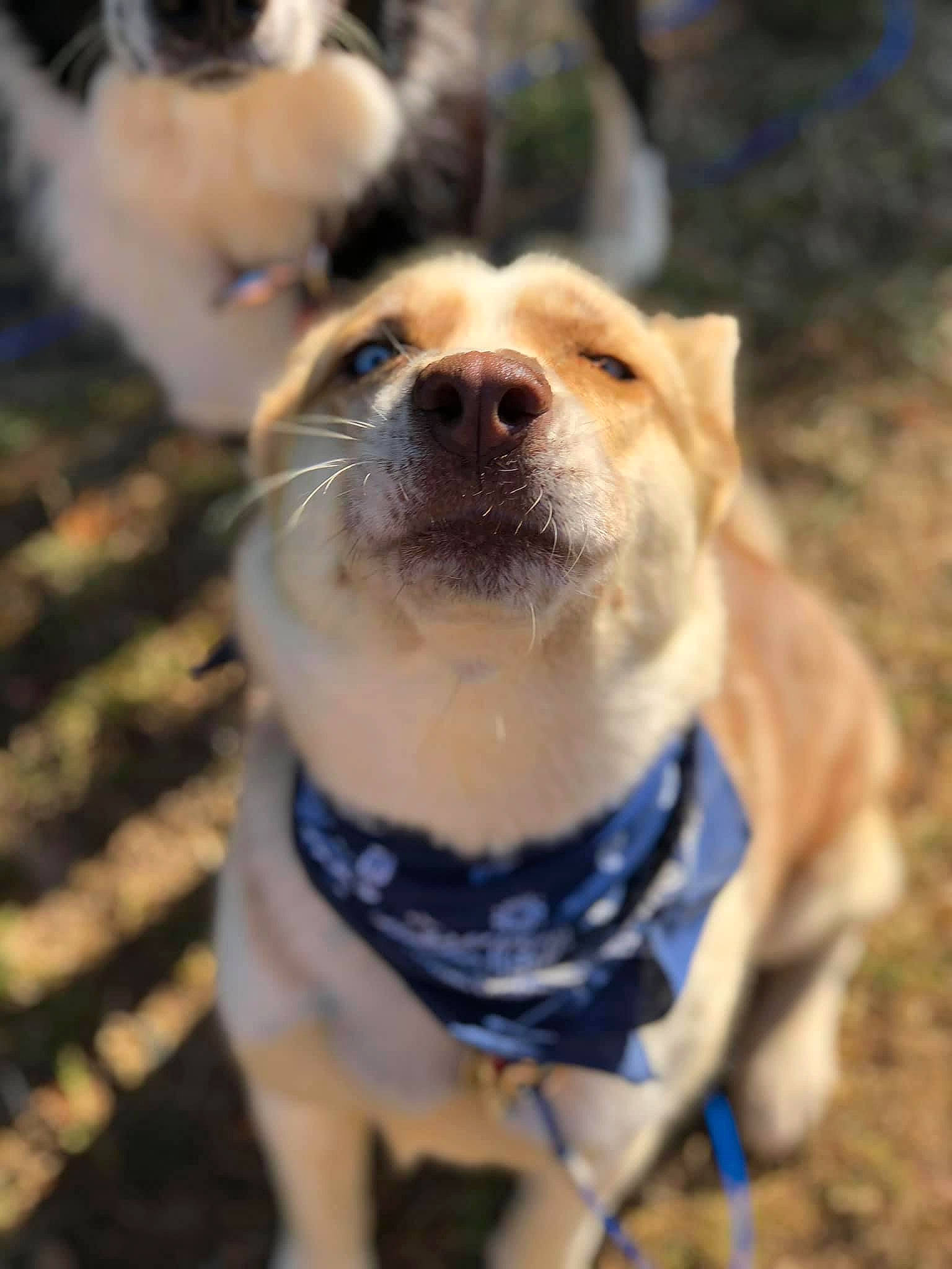 Luna is registered to the contest to win money with this photo: canidae, carnivore, companion_dog, dog, dog_breed, fawn, feist, mammal, snout