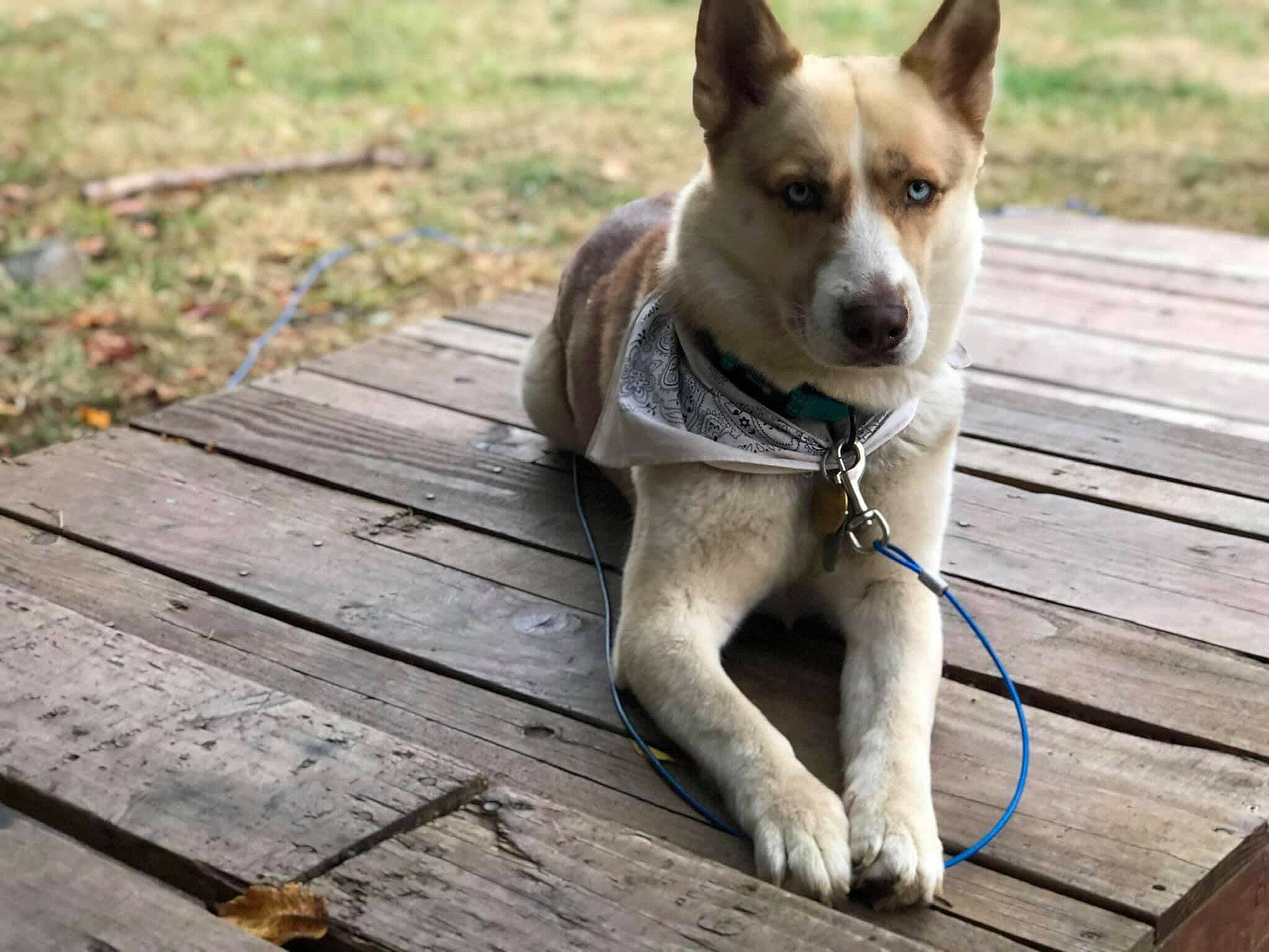 Luna is registered to the contest to win money with this photo: ancient_dog_breeds, canaan_dog, canidae, carnivore, carolina_dog, companion_dog, dog, dog_breed, fawn, leash, mammal, new_guinea_singing_dog, pariah_dog, rare_breed_dog, siberian_husky, snout, street_dog, vertebrate, working_dog