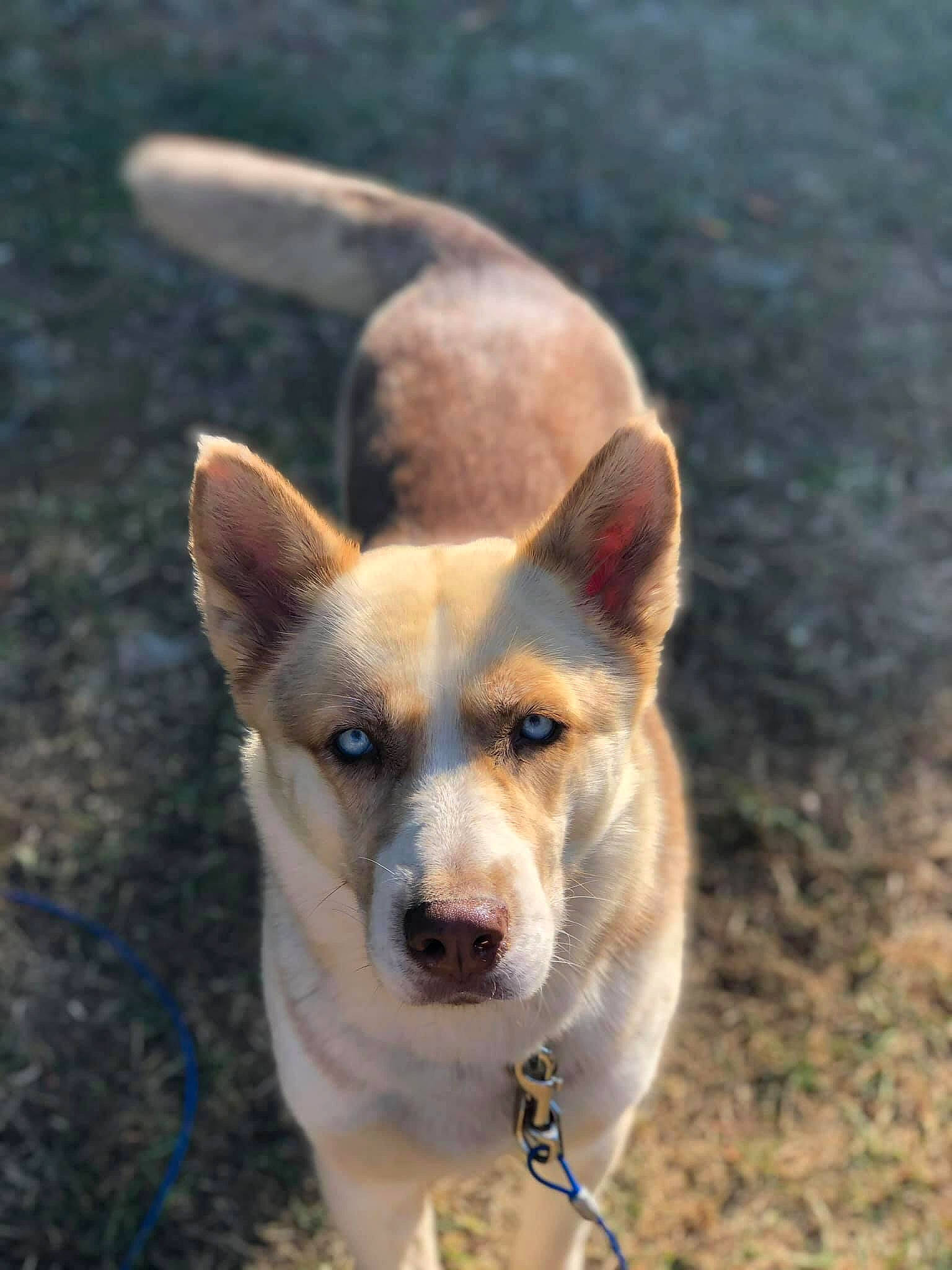 Luna joined the competition — help win amazing prizes! ancient_dog_breeds, canaan_dog, canidae, cardigan_welsh_corgi, carnivore, carolina_dog, corgi_chihuahua, dog, dog_breed, korean_jindo_dog, mammal, norrbottenspets, norwegian_buhund, norwegian_lundehund, pariah_dog, pembroke_welsh_corgi, rare_breed_dog, vertebrate, welsh_corgi