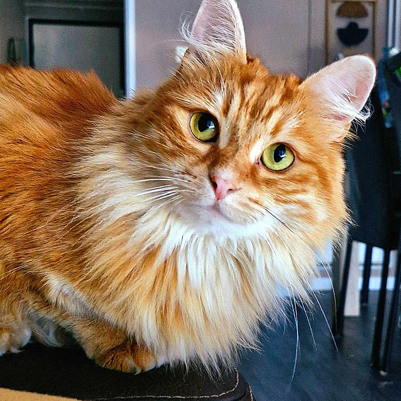 Sienna