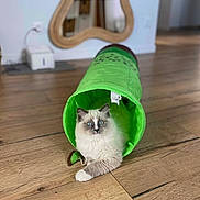 Arielle participe au concours pour gagner de l'argent avec cette photo : cat, blue_eyes, fluffy, green_tunnel, wooden_floor, indoor, pet, play_toy, curious, relaxed, home_decor, mirror, furniture, animal, cute, domestic_cat, flooring, living_room, resting, soft_light