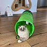 cat, blue_eyes, fluffy, green_tunnel, wooden_floor, indoor, pet, play_toy, curious, relaxed, home_decor, mirror, furniture, animal, cute, domestic_cat, flooring, living_room, resting, soft_light