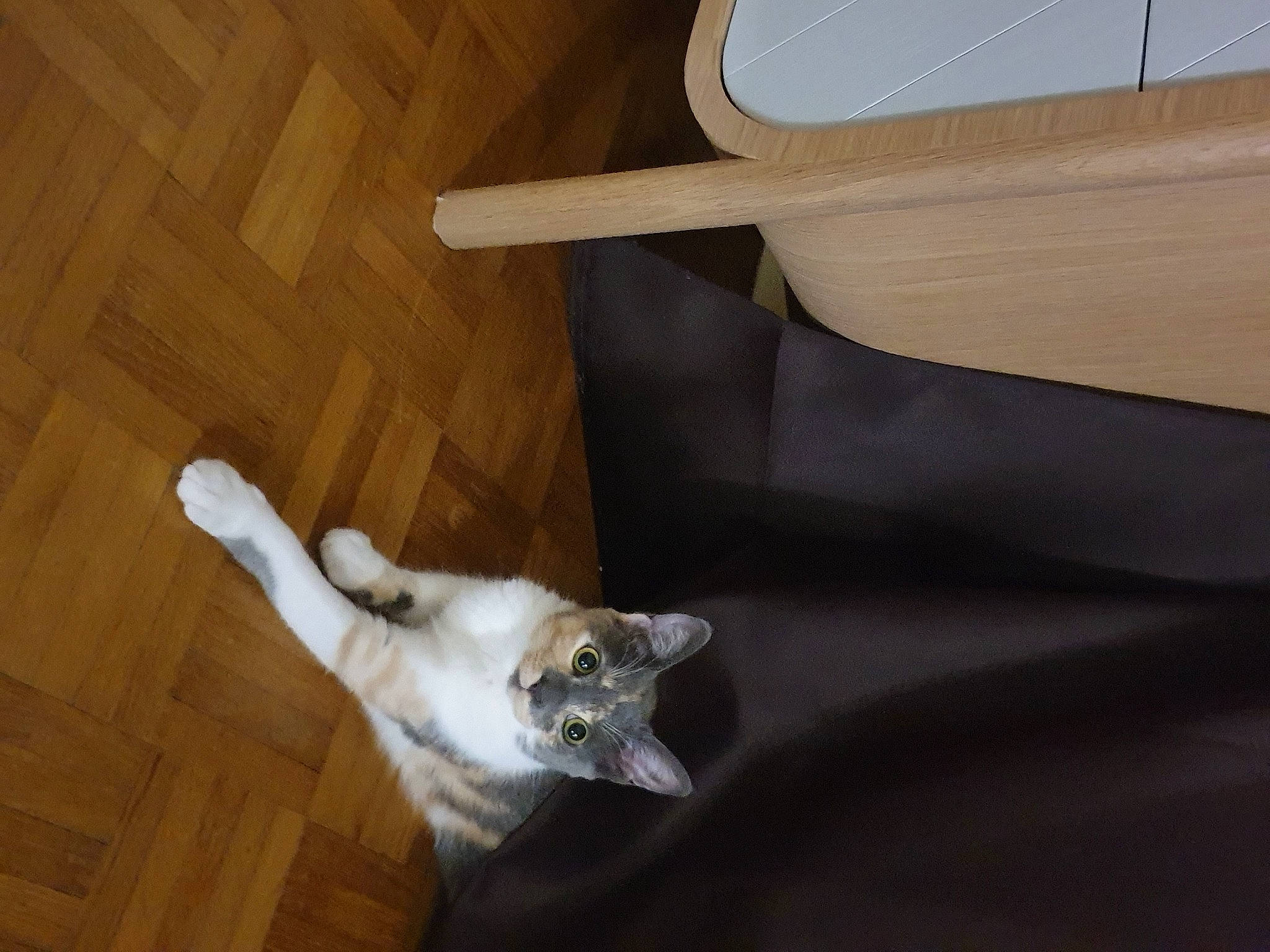 Glue participe au concours pour gagner de l'argent avec cette photo : carnivore, cat, ceiling, comfort, companion_dog, dog_breed, domestic_short_haired_cat, fawn, felidae, flooring, fur, hardwood, human_body, paw, plywood, small_to_medium_sized_cats, tail, whiskers, wood, wood_stain