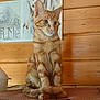 cat, orange_tabby, sitting, tail, paws, indoor, wooden_wall, mat, curious, pet, feline, domestic_animal, decor, furniture, closeup, young_cat, striped, portrait, animal, household