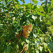 Toulouse a rejoint le concours — aidez-le/la à gagner de superbes lots ! cat, orange_tabby, tree, leaves, greenery, outdoor, nature, sunlight, daylight, animal, feline, branch, curious, pet, wildlife, plant, summer, sky, closeup, adventure