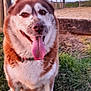 dog, husky, tongue_out, muddy, outdoor, grass, fence, pet, canine, happy, animal, nature, portrait, brown, white, ears, collar, daylight, smiling, close_up
