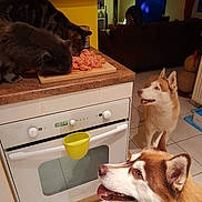 Nutela a rejoint le concours — aidez-le/la à gagner de superbes lots ! animal_interaction, brown_and_white_dog, cat, countertop, curious, cutting_board, dog, domestic_animals, food, gray_cat, household, indoor, kitchen, oven, pets, raw_chicken, striped_cat, tile, tile_floor, waiting