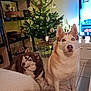 Nutela a rejoint le concours — aidez-le/la à gagner de superbes lots ! animal, canine, christmas_tree, companion, cute, decorations, dog, festive, floor_tiles, furniture, holiday, home_decor, husky, indoor, lights, living_room, pet, portrait, shelf, television