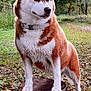 Nutela a rejoint le concours — aidez-le/la à gagner de superbes lots ! dog, husky, animal, outdoor, forest, tree_stump, nature, fur, collar, pet, canine, greenery, leafy, grass, park, standing, alert, daylight, mammal, portrait