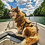 Nutela a rejoint le concours — aidez-le/la à gagner de superbes lots ! dog, husky, boat, river, water, sky, clouds, trees, nature, outdoor, pet, canine, fur, sunlight, scenic, relaxing, adventure, daytime, transportation, leisure