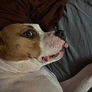 Ava joined the competition — help win amazing prizes! dog, pet, close_up, lying_down, bed, blanket, brown, gray, tongue_out, cute, animal, canine, fur, resting, snout, white, brown_spots, indoor, sleepy, companion